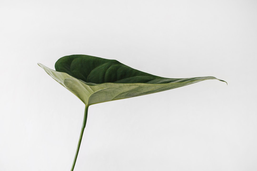 Is My Houseplant Judging Me? A Deep Dive into the Mind of My Monstera