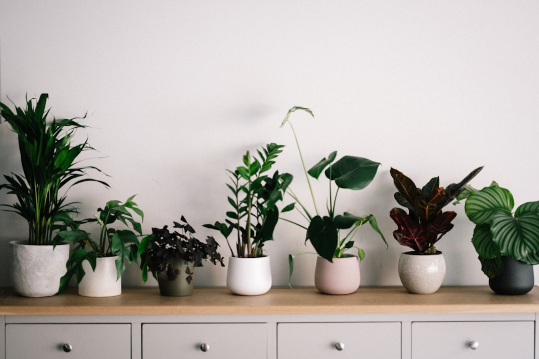 The Unexpected Life Lessons I Learned from a Houseplant