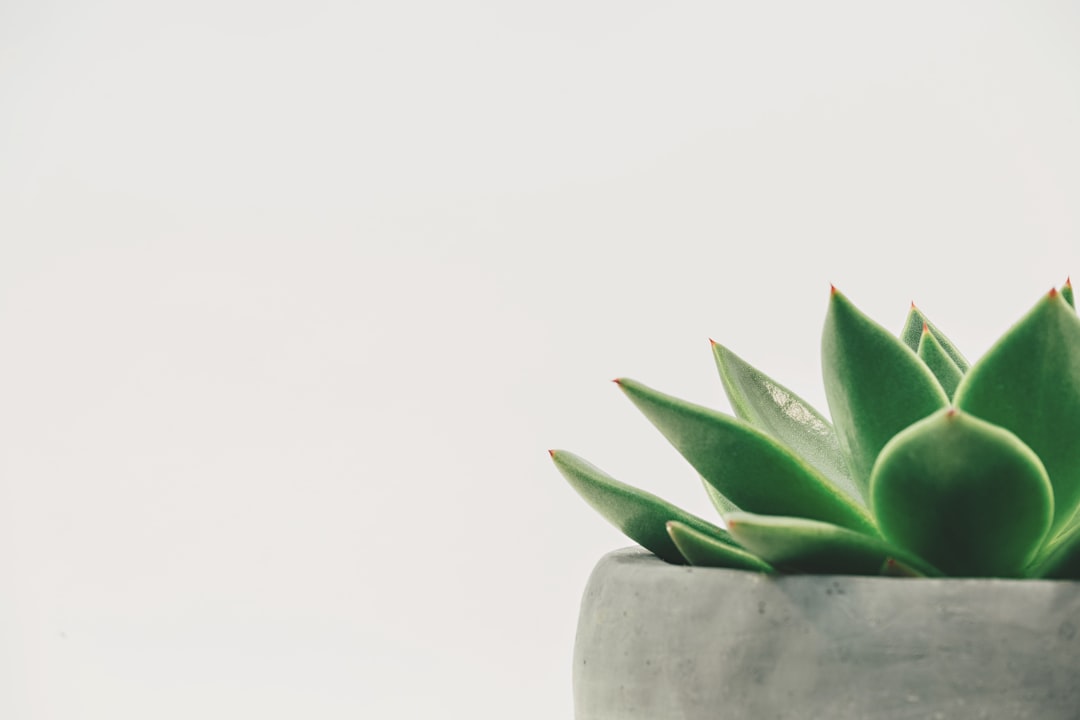 The Unexpected Life Lessons I Learned from a Houseplant