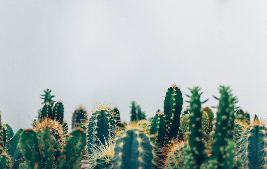 The Unexpected Life Lessons I Learned from a Cactus